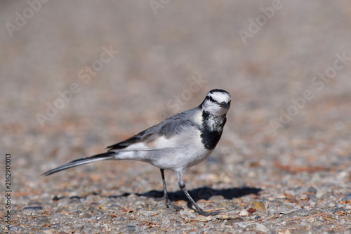 Obraz na plátne White Wagtail Foraging on Sunlit Gravel in Ueno Park Tokyo