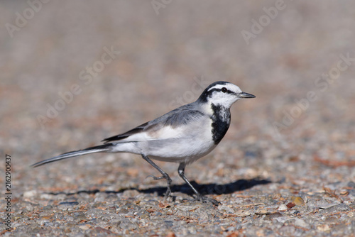 Foto White Wagtail Standing Alert on Gravel in Ueno Park Tokyo