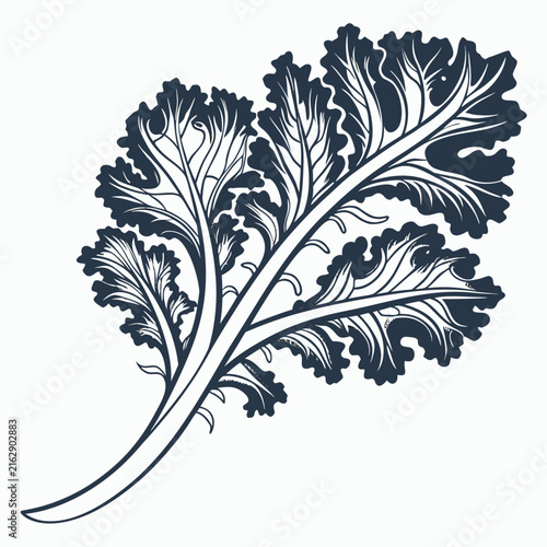 lettuce silhouette on white background