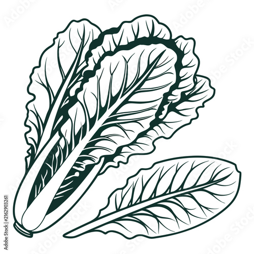 lettuce vector