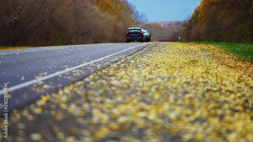 Autumn road covered in golden ginkgo leaves. Car drives slowly through scenic forest path. Warm sunlight highlights falling foliage. Perfect for travel, seasonal, or nature-themed projects