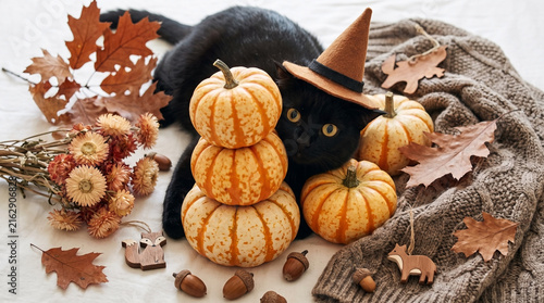 Black cat wearing a witch hat hides behind a stack of mini pumpkins