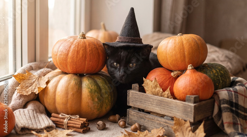 Black cat wearing a witch hat surrounded by autumn pumpkins