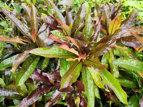 Cerbera manghas is a perennial shrub with poisonous white latex, as well as its fruit. Young leaves and those exposed to bright sunlight have a purplish-red color.