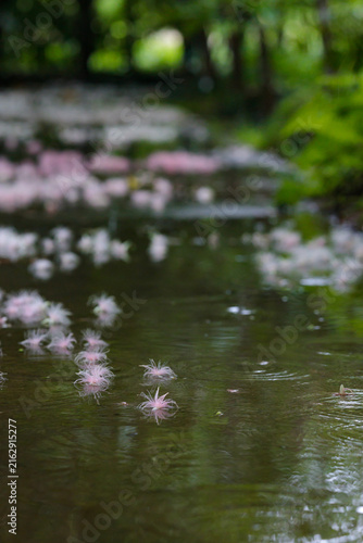 Fallen Barringtonia Racemosa Flowers Floating on Water
水面に浮かぶ淡いピンク色のサガリバナの落花