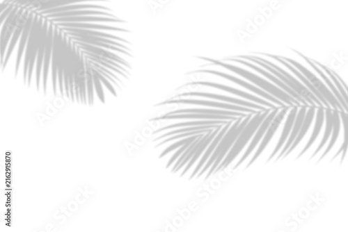Soft Palm Leaf Shadow Overlay on Transparent Background