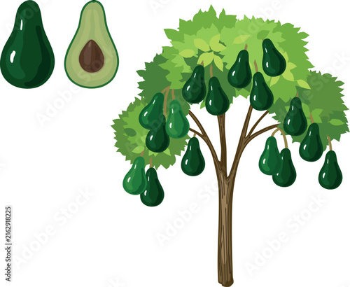 Avocado tree and avocado fruit