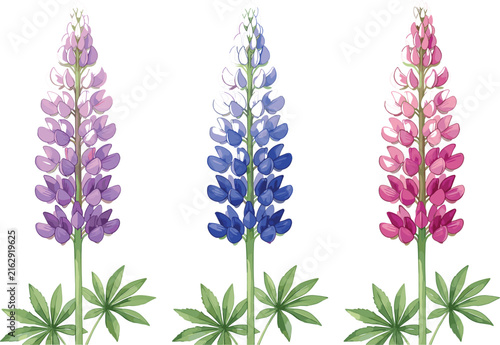 Obraz na płótnie Set of blooming lupine flowers in purple blue and pink colors with palmate leave