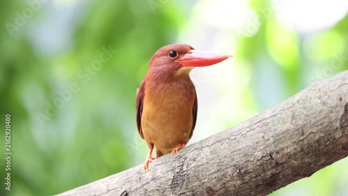 The ruddy kingfisher (Halcyon coromanda) is a medium-sized tree kingfisher, widely distributed in east and southeast Asia. This photo was taken in Java island(Halcyon coromanda minor).