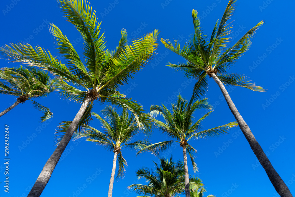 Naklejka premium Tropical palm pattern. Nature tropical landscape. Summer coast view. Green palm tree on blue sky. Tropical paradise. Exotic background. Palm landscape. Tropics palm tree texture. Summer palms trees.