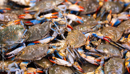 Foto Blue crab shows natural shell color