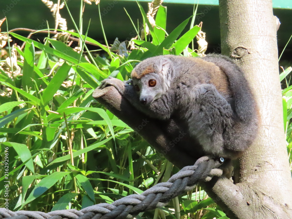 Naklejka premium lemur on tree