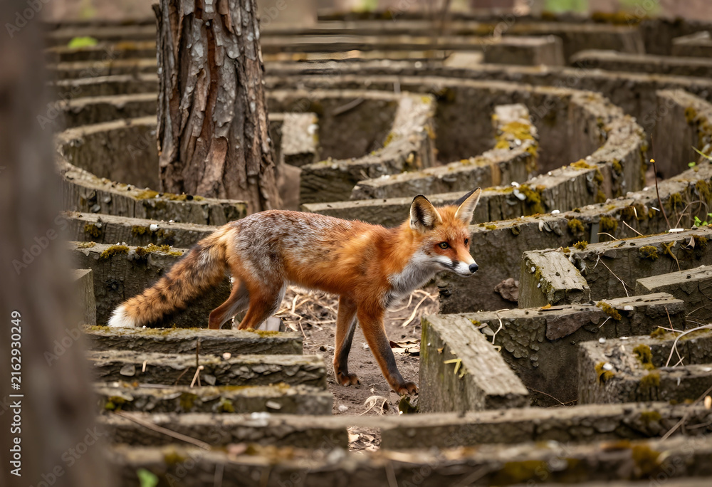 Naklejka premium Wild red fox navigating a complex maze, nature and wildlife conservation, animal intelligence and problem-solving in a natural habitat