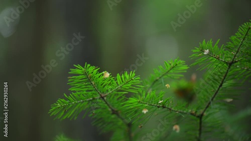 Fresh green fir branches in forest light