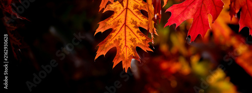 Last autumn oak leaves on a branch. Red leaf against the sky.