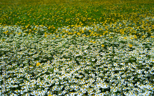 Quadro su tela Wildflowers spread across green meadow