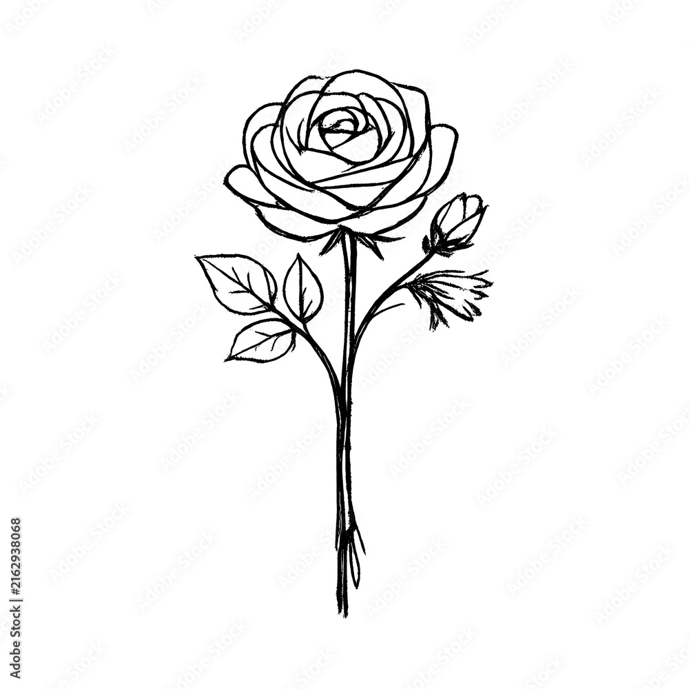 Fototapeta premium PNG Elegant minimalistic rose illustration
