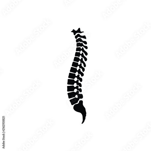 Human spine silhouette against a white background anatomical illustration
