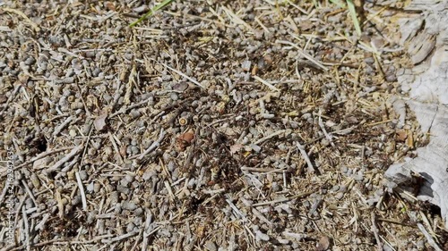 anthill with ants in the mountain 