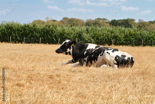 A dairy cow in a field where the grass has been scorched by a severe drought