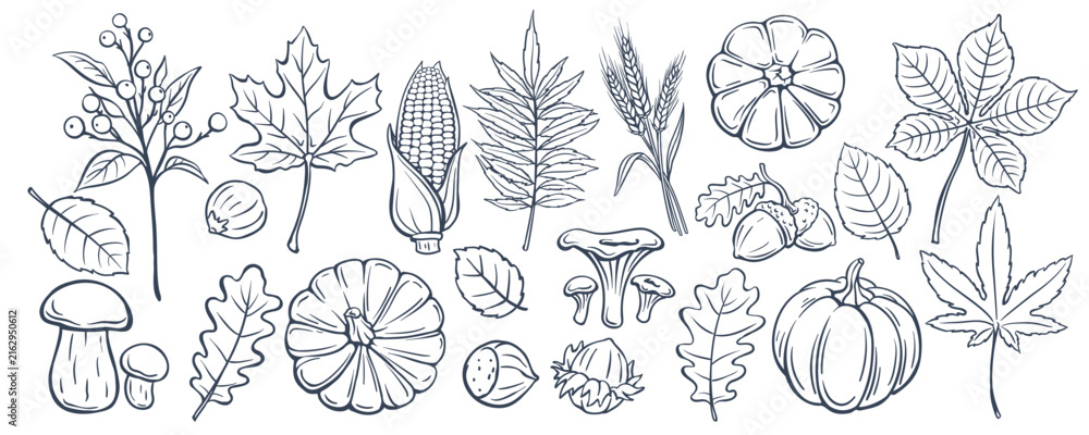 Fototapeta premium Autumn doodle set with pumpkins, leaves, mushrooms, corn, wheat, berries, nuts and acorns in hand drawn outline style. Scrapbooking and seasonal decor with autumn doodle set, vector illustration