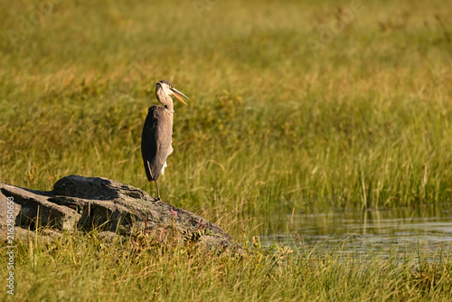 A Great Blue Heron stands perched on a rock at the edge or a river calling out 