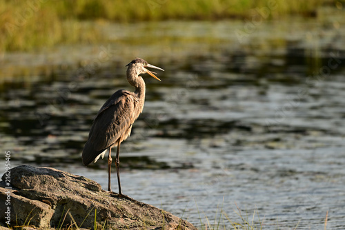 A Great Blue Heron stands at the edge or a river calling out 
