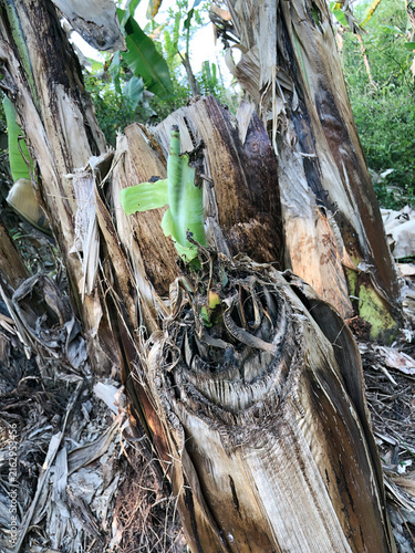 Fotografie Weathered banana trunk showing natural decomposition and regeneration in a tropical environment