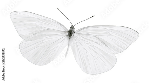 Foto White butterfly with delicate translucent wings and visible veins
