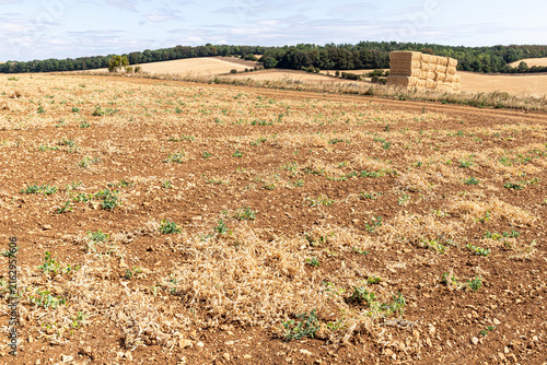 A failed crop of peas on the Cotswolds during the August 2026 drought near Snowshill, Gloucestershire, England UK.