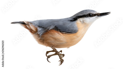 Eurasian Nuthatch bird with grey blue back and orange belly