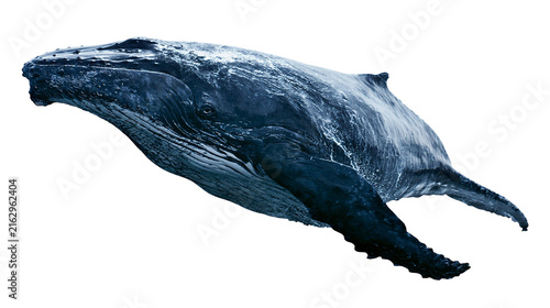 Photography Humpback whale swimming detailed skin texture, dark blue marine mammal