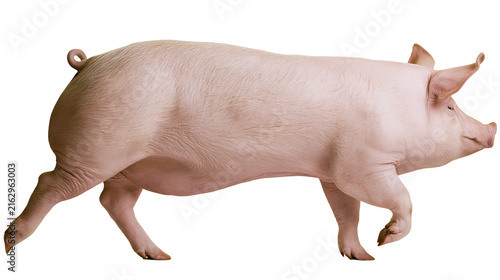 Fotografía Pink pig walking side view with curly tail