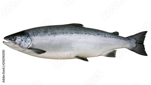 Whole Atlantic Salmon Fish Silver Scales Dark Fins