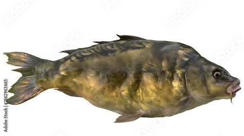 Bild auf Leinwand Common carp fish with golden scales and dark markings