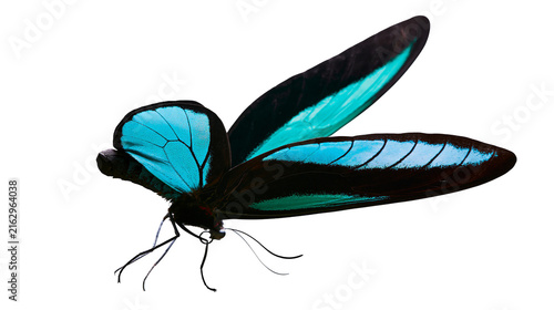 Foto Blue and black butterfly with iridescent wings