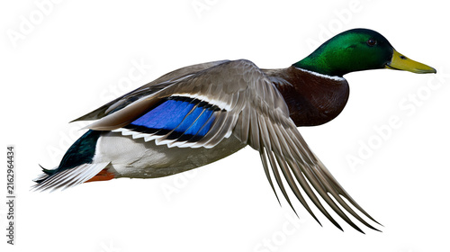 Fotografie Mallard duck drake in flight with iridescent green head