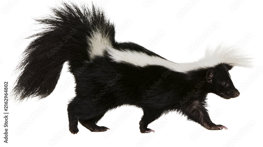 Photography Poster Black and white striped skunk walking with