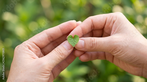 Delicate hands gently holding a tiny heart shaped green leaf representing nature love environmental protection and sustainability in warm sunlight