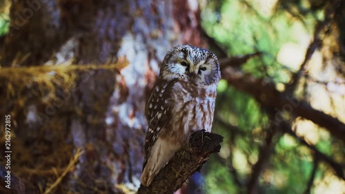 Small owl perches on a mossy branch in a dense forest. Sunlight filters softly through the green canopy around it. The owl's feathers are mottled gray and white, blending with tree bark