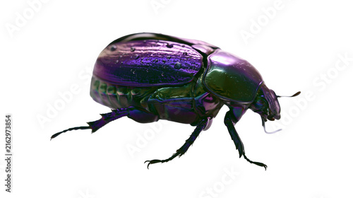 Foto Iridescent purple and green scarab beetle insect