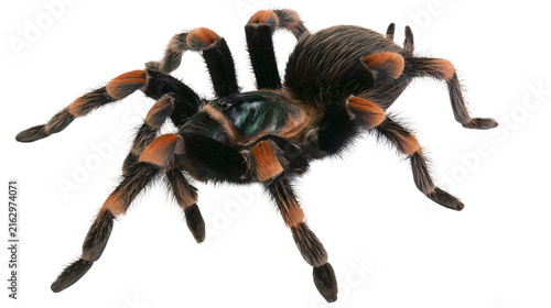 Obraz na plátne Mexican redknee tarantula spider with orange leg bands