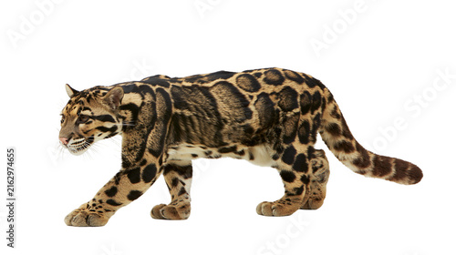 Obraz na plátně Clouded leopard walking with distinctive cloud-like markings