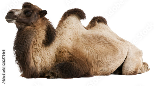 Cuadro en lienzo Dromedary camel with two humps lying down