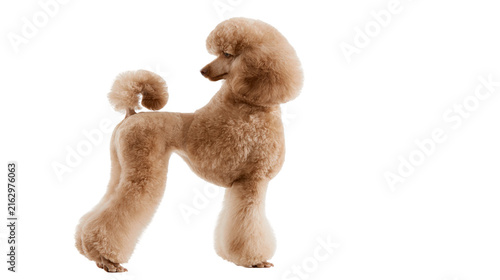 Apricot poodle dog standing with fluffy fur and curled tail