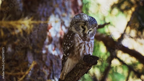 Spotted owl perches calmly on a mossy tree branch. Sunlight filters through forest canopy behind it. The owl's feathers blend with bark texture. This footage captures nature's quiet wilderness