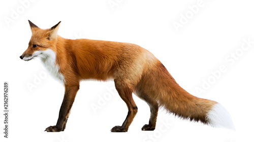 Obraz na plátně Red fox standing profile view with white chest and tail tip