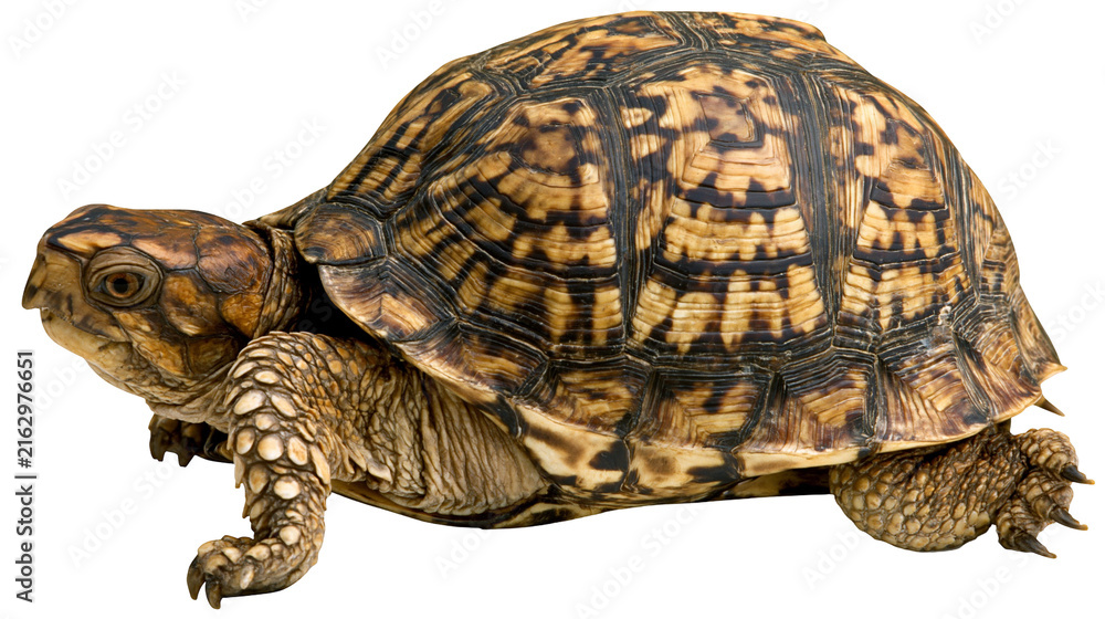 Obraz premium Eastern Box Turtle with patterned shell and scaly skin