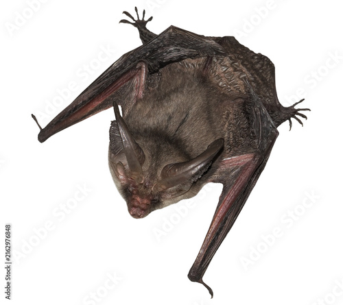 Brown long-eared bat (Plecotus auritus), isolated on transparent background