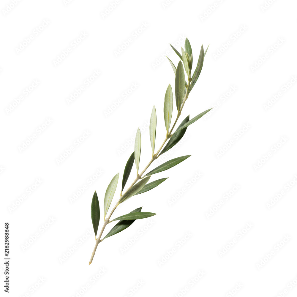 Fototapeta premium A delicate branch of elongated, silvery-green olive leaves with subtle waxy textures, gracefully curved on a transparent studio background, conveying serene natural purity